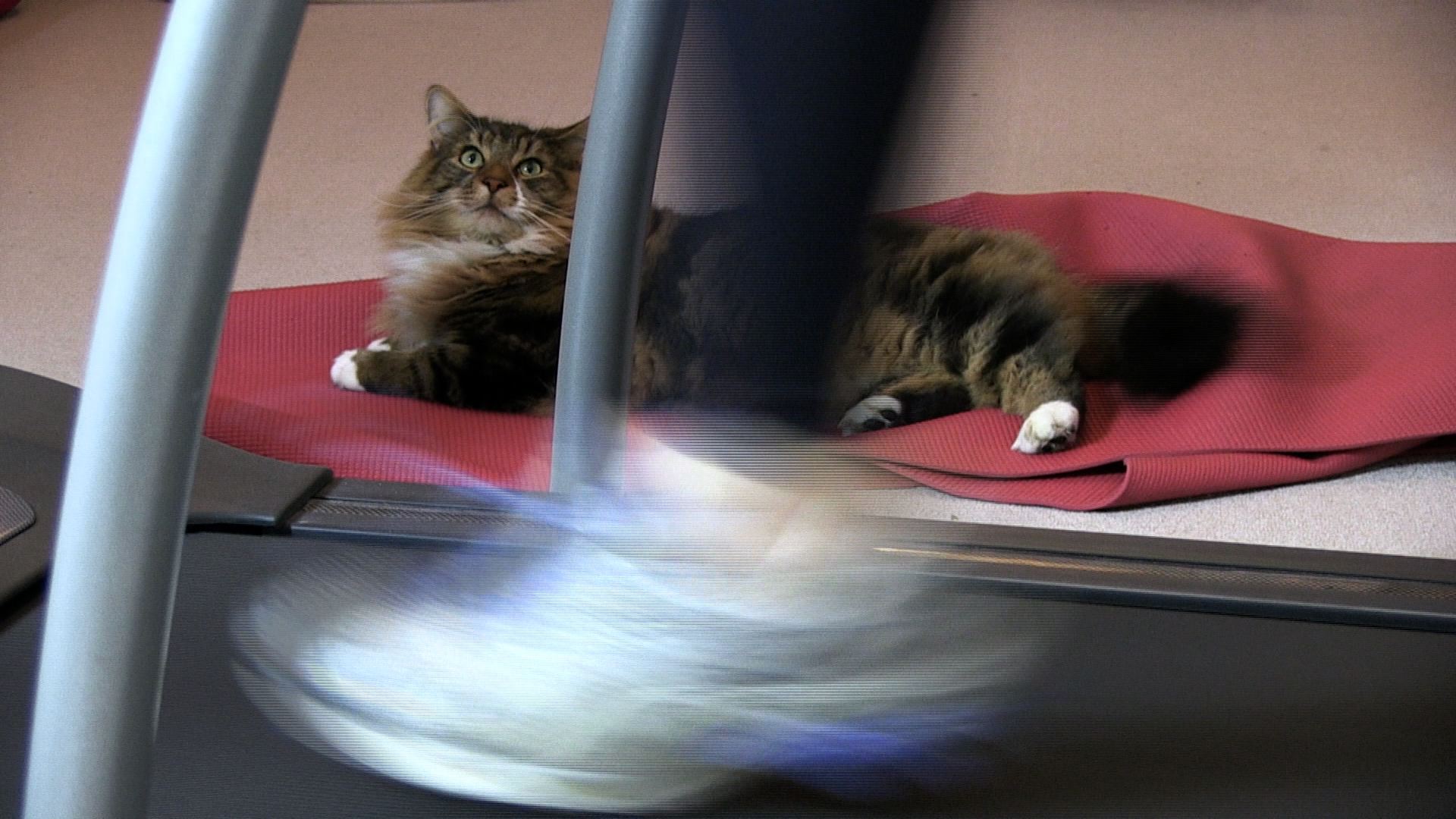 gym equipment cat