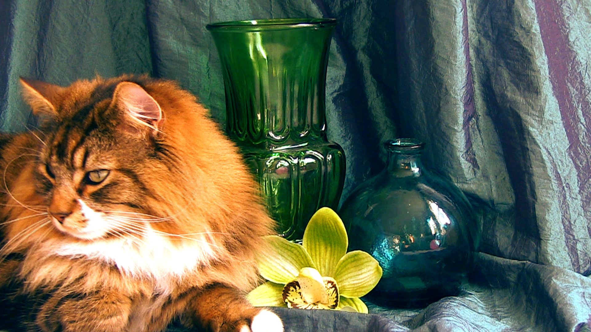 colour wheel analogous