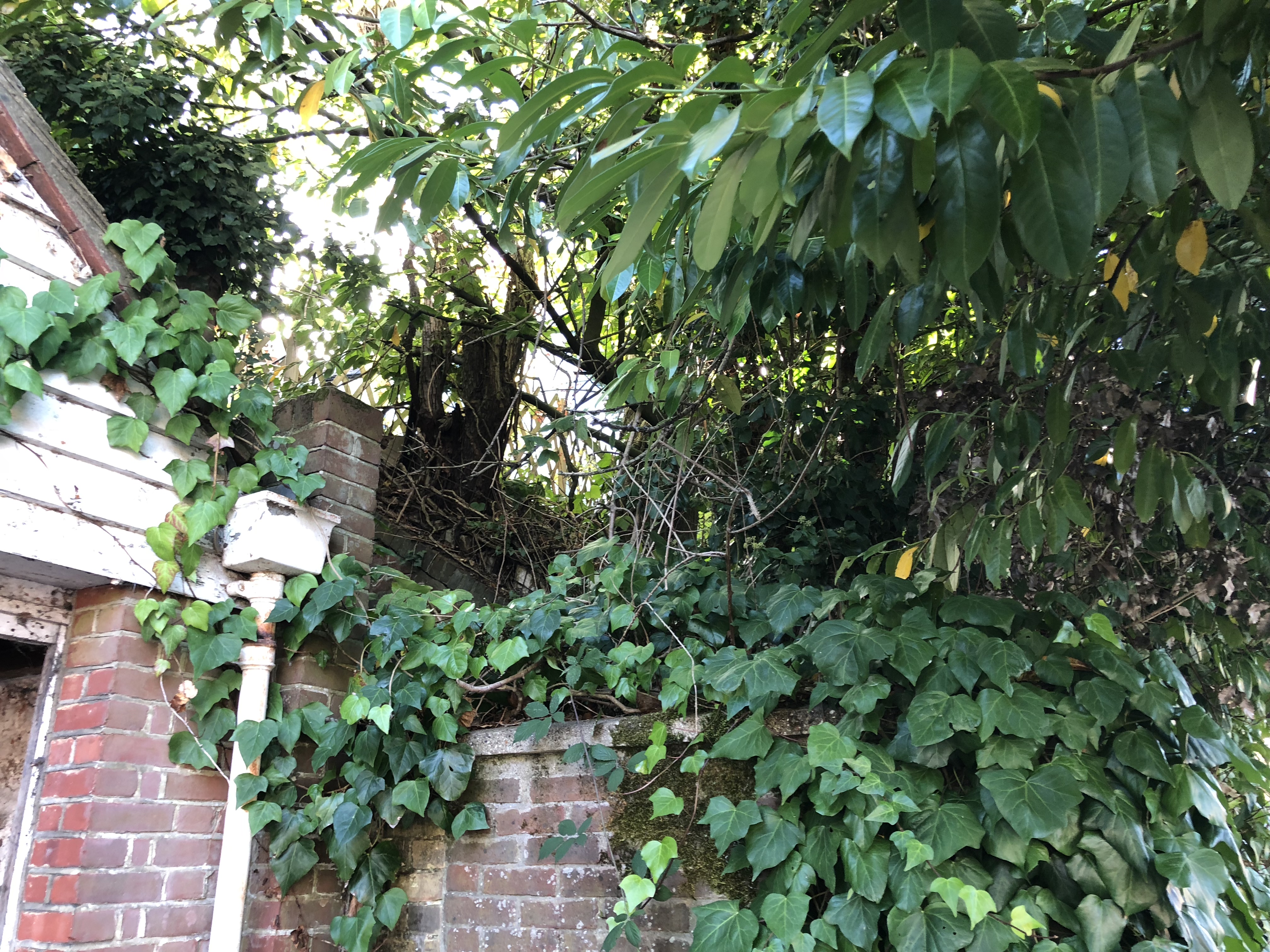 how to build a house trees